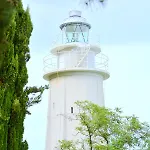 Cormorano